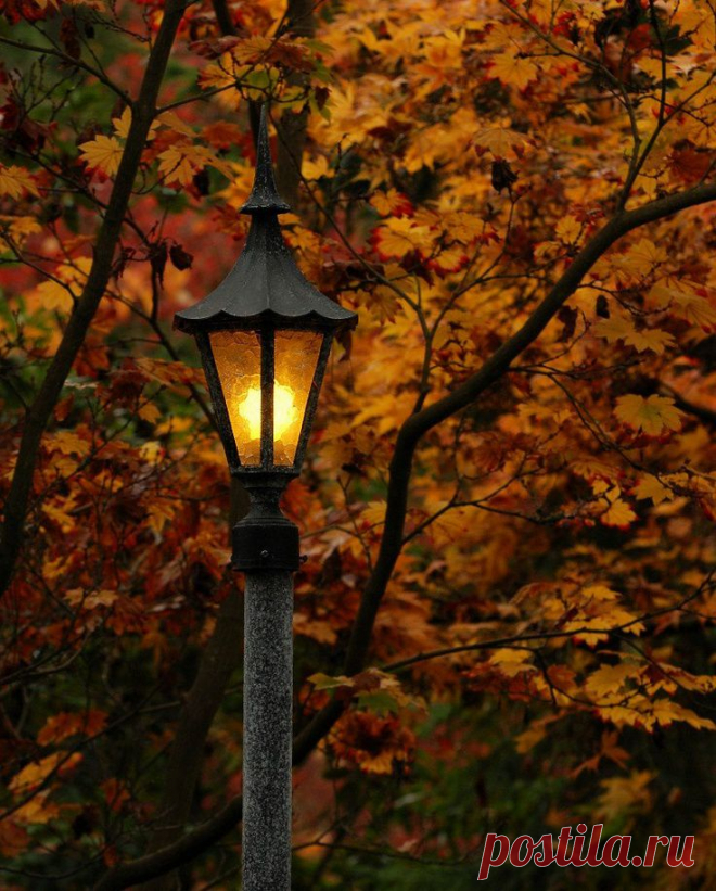 (11) An 8" x 10" Lampost Photo, Light in the autumn woods