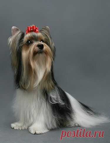 МИЧЕЛЛЕ БИВЕР ЙОРК