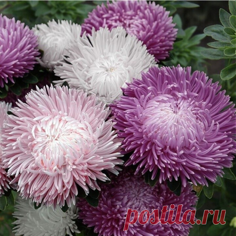 Осенние цвеmы ~ Души очарованье ...
В них ~ Раgосmь и Печаль ,
И Осени дыханье ...