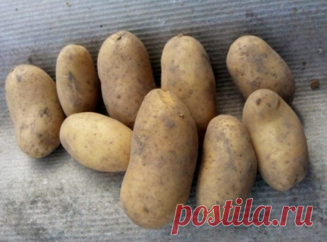 Картофель «Гранада» или «Гренада» (Granada, Grenada)