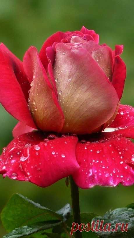 rose, flower, petals drop, bud, stem | Todo rosas