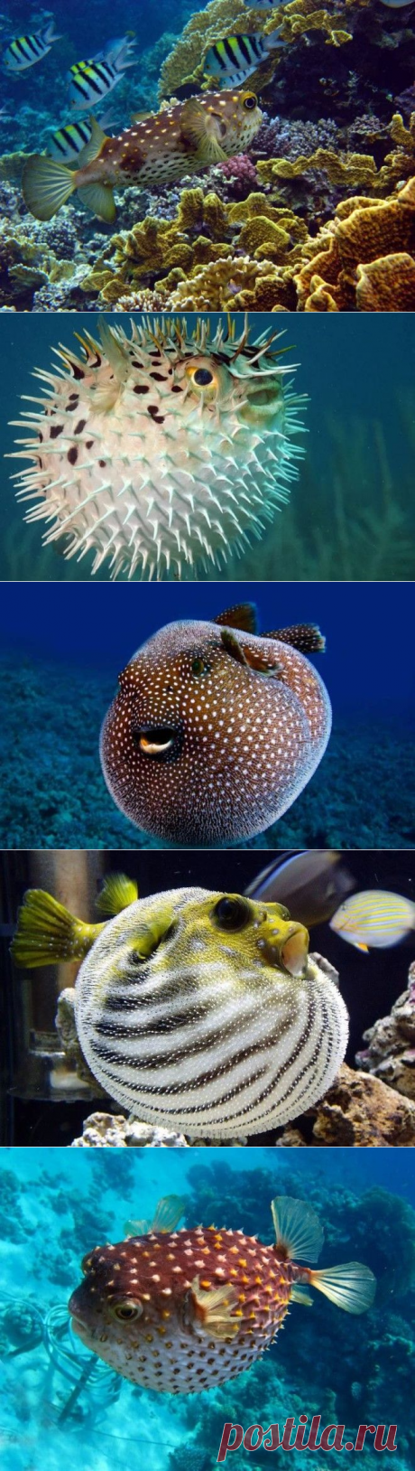 Интересные факты о ядовитой рыбе фугу