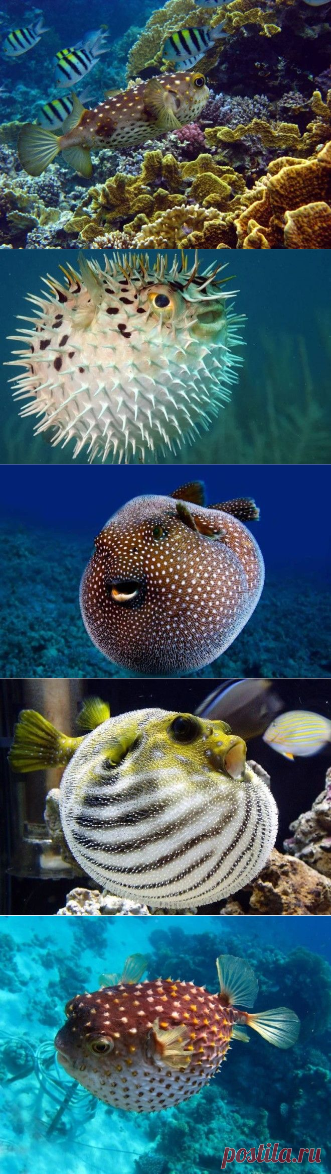 Интересные факты о ядовитой рыбе фугу