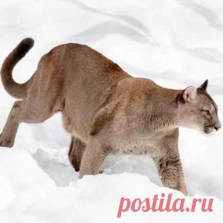 Пума