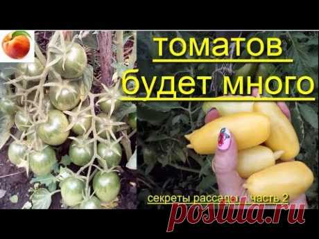 Томатов будет очень много Советы Секреты выращивания рассады tomato Вопросы Сделай так Урожай 2часть