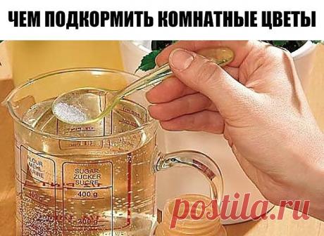 ЧЕМ ПОДКОРМИТЬ КОМНАТНЫЕ ЦВЕТЫ
Секрет роскошного комнатного цветника прост: растения нужно хорошо подкармливать, иначе не дождаться ни пышной листвы, ни хорошего цветения. Жесткая диета, когда растение длительное время испытывает нехватку питательных веществ, обычно приводит к заболеванию – ведь сил для сопротивления у растения нет. Но как правильно составить меню для зеленых питомцев, учитывая их разные вкусы?
1). Практически все растения любят сахар (а кактусы вообще вел...