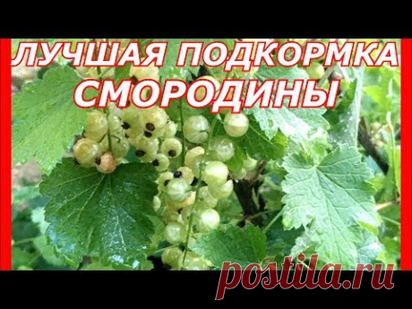 Лучшая подкормка смородины , малины , крыжовника .