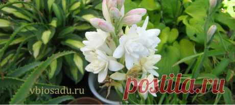 Автополив для комнатных растений своими руками — Мой биосад