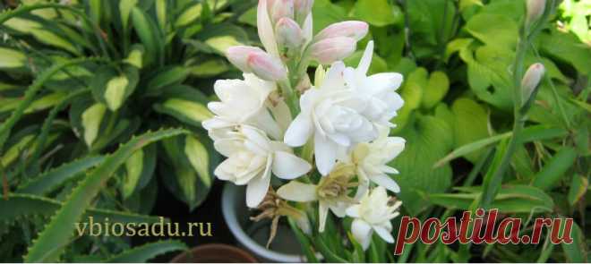 Автополив для комнатных растений своими руками — Мой биосад