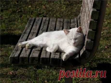 Уличные котяры
