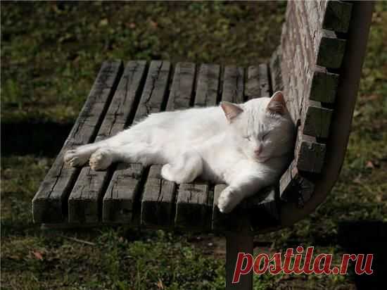 Уличные котяры(30 фото) - 7 Ноября 2008 - Котейко - все о кошках и котах.