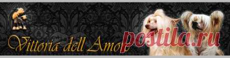 Одежда для собак своими руками - Китайская хохлатая собака питомник Vittoria dell Amore