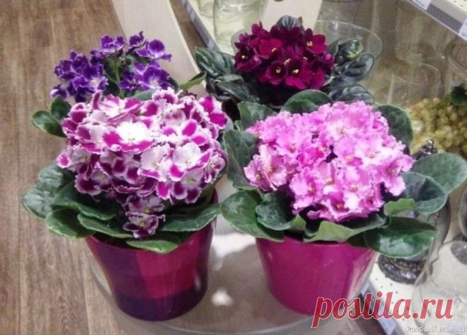 Как заставить цвести фиалку Соблазнившись красивыми картинками в Интернете, вы покупаете самые привлекательные сорта фиалок, предвкушая, как восхитительно они будут смотреться в вашей квартире. Но время идет, а цветки на фиалках так и не появляются… В чем же дело? Почему не цветут фиалки?Не спешите обвинять...