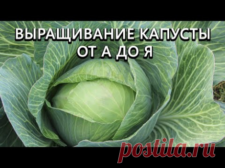 Все что нужно знать о выращивании капусты! От выбора семян до сбора урожая! Наш опыт!