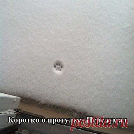 КОТЭ И ДРУГИЕ... (ОТ РЖЕВСКОГО)-14 | Сайт Союза Юмористов