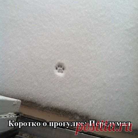 КОТЭ И ДРУГИЕ... (ОТ РЖЕВСКОГО)-14 | Сайт Союза Юмористов