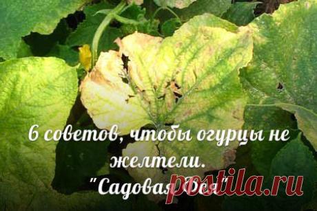 Всё о цветах и садоводстве » Действительно всё. » Page 82