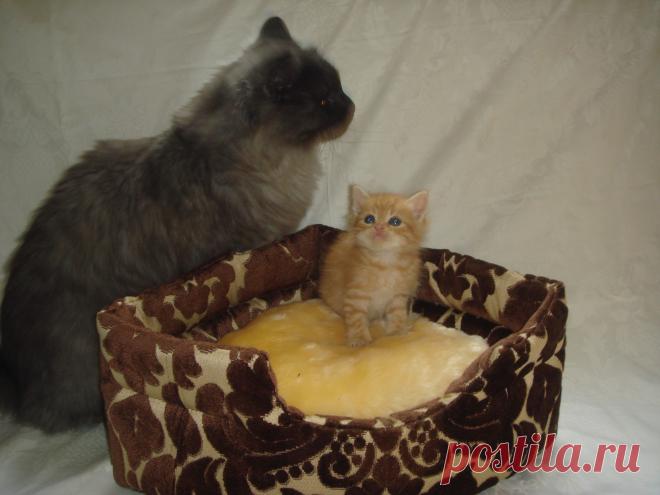 мы в ответе за тех, кого не оставили без мамки!!!!