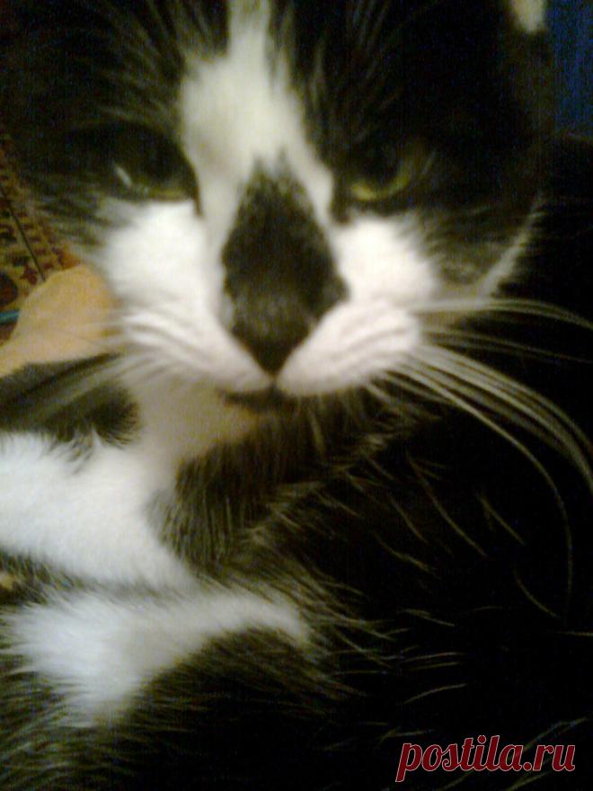 мой котик Василек