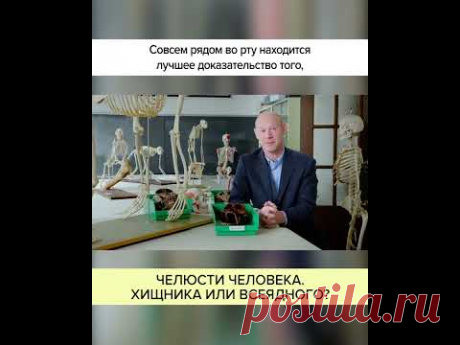 Челюсти человека: ХИЩНИКА или ВСЕЯДНОГО? Полный ролик в комментариях! #shorts