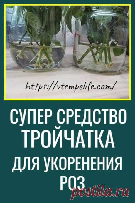 Супер-средство «Тройчатка» для проращивания роз! Получилось! Подаренные мне розы укоренились и снова цветут | В темпе жизни