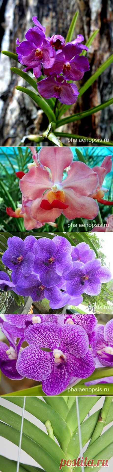 Орхидея ванда или vanda - &quot;Phalaenopsis&quot;