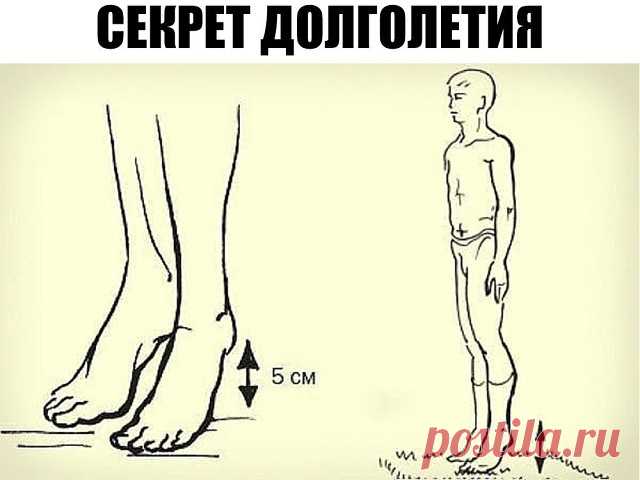 Секрет долголетия 

Академик Микулин создал гимнастику, состоящую из простейших упражнений, своеобразных сотрясений — ударах пятками о пол. Эта методика позволяет улучшить кровоток, предотвратить закупорку вен и нормализовать давление. Также улучшается работа мозга: от тяжести и боли в голове не остается и следа. 

Встань прямо, стопы соедини, зубы сожми. Приподними пятки на 3–5 см от пола, затем резко опустись. В результате возникшего встряхивания венозные клапаны получаю...