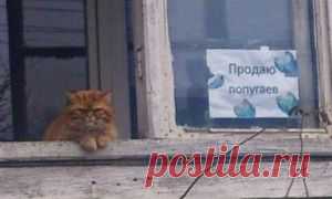 Комментарии к статье: Что будет, если пощекотать пингвина