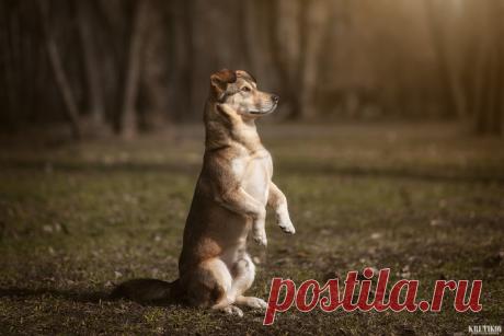 Команда "Суслик"