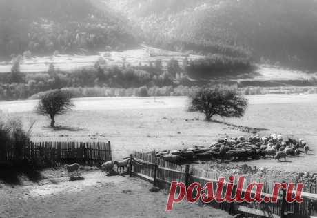 «Возвращение домой». Окрестности Верхней Теберды, Карачаево-Черкессия. Автор фото – Андрей Смольников: nat-geo.ru/photo/user/19672/