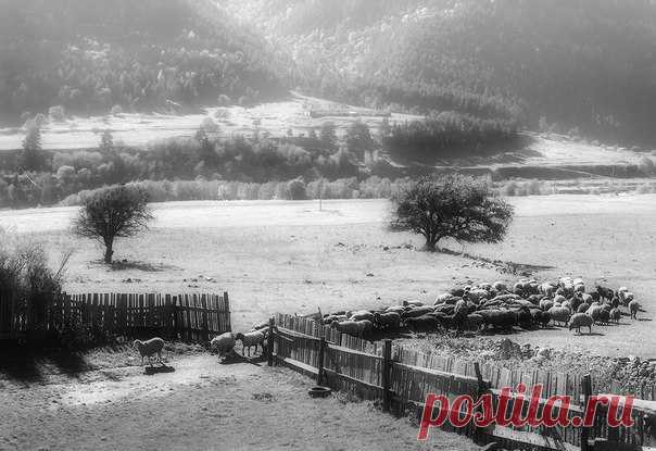 «Возвращение домой». Окрестности Верхней Теберды, Карачаево-Черкессия. Автор фото – Андрей Смольников: nat-geo.ru/photo/user/19672/