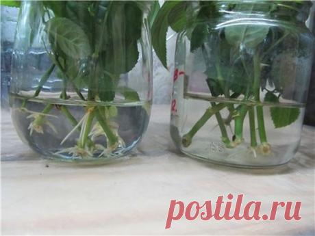 (8) Одноклассники