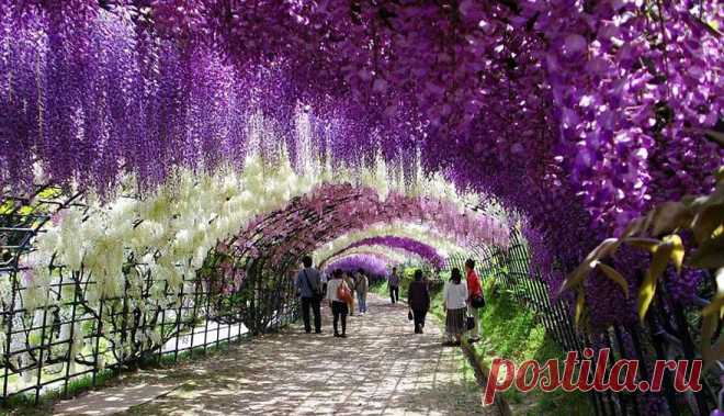 wisteria-flower-tunnel-kawachi-fuji-garden-japan