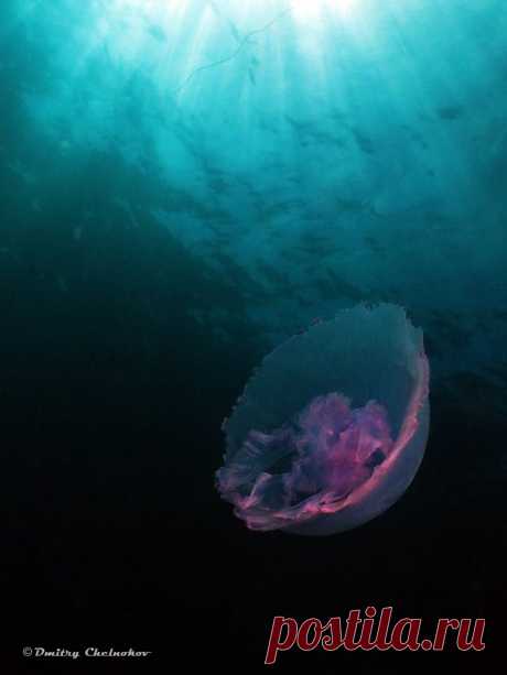 Димина Марина