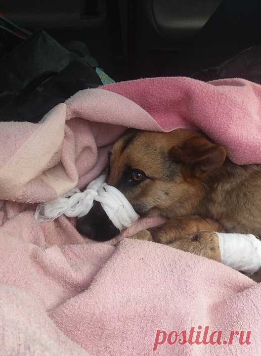 «Красавчик забился под автобус и пытался убежать ползком!» Неожиданно – волонтёры спасли очень злую собаку