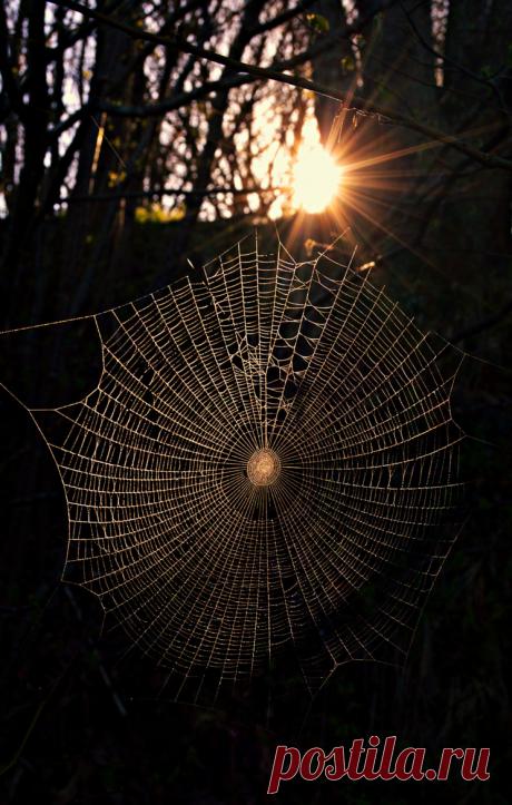 Artistic-realistic nature - 💙 Sunrise in the woods. on 500px by Stefano...