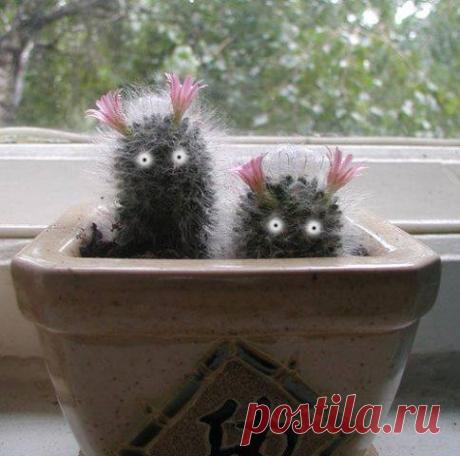 &quot;А у нас в Рязани  - кактусы с глазами.......&quot; :)))