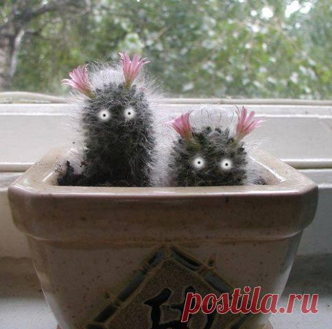 "А у нас в Рязани  - кактусы с глазами......." :)))