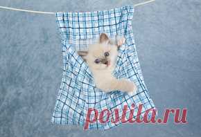 Обои животные, картинки животных на рабочий стол , 5-я страница просмотра.