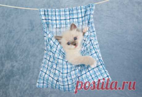 Обои животные, картинки животных на рабочий стол , 5-я страница просмотра.