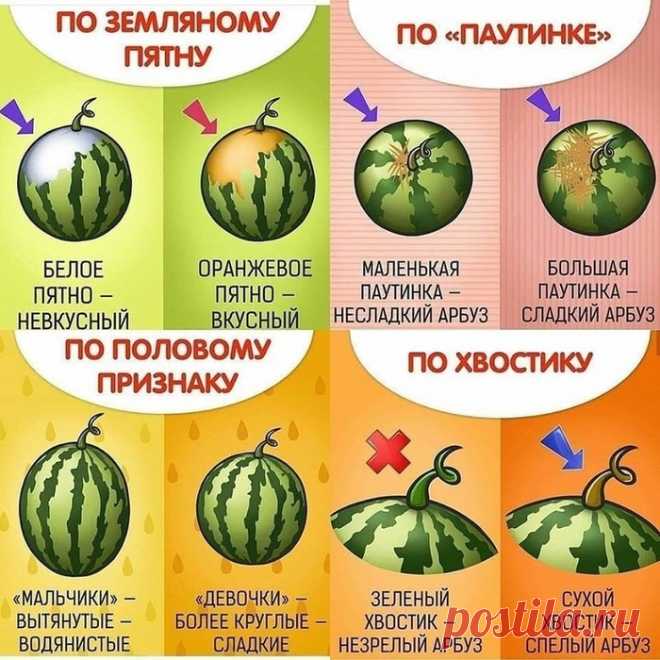 Как выбрать арбуз