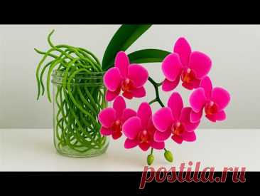 🌸Используйте это вместо почвы для орхидей! Орхидеи будут обильно цвести и пускать новые корни.