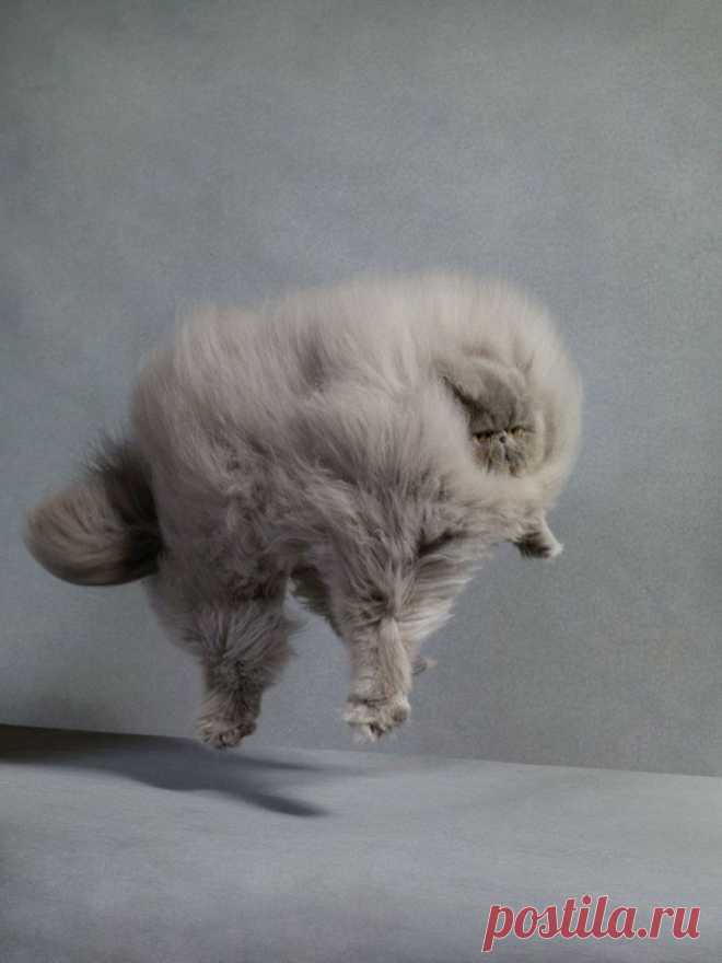 Friday Furballs | color me carla
