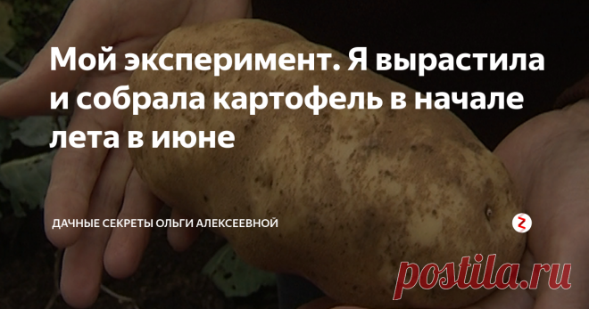 Мой эксперимент. Я вырастила и собрала картофель в начале лета в июне Пожалуй, каждый огородник мечтает собрать урожай в начале летнего сезона, а не к сентябрю. Ведь так хочется побаловать себя и свою семью ранней картошечкой с шашлычками. А ведь это вполне реально!
Секрет №1. Подбираем правильный сорт
Однозначно определить самый лучший сорт картофеля нельзя: каждый вид имеет свои отличительные черты.
Так, один сорт дает лучший урожай, другой можно хранить дальше вс