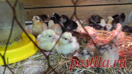 Заслуживающий внимания совет подписчика по кормлению птенцов в первые дни жизни. | Хозяйство Воронова | Яндекс Дзен