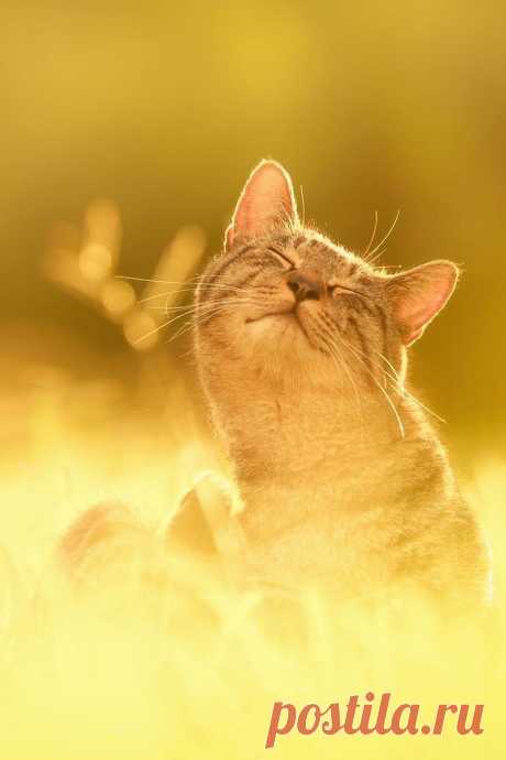 cats