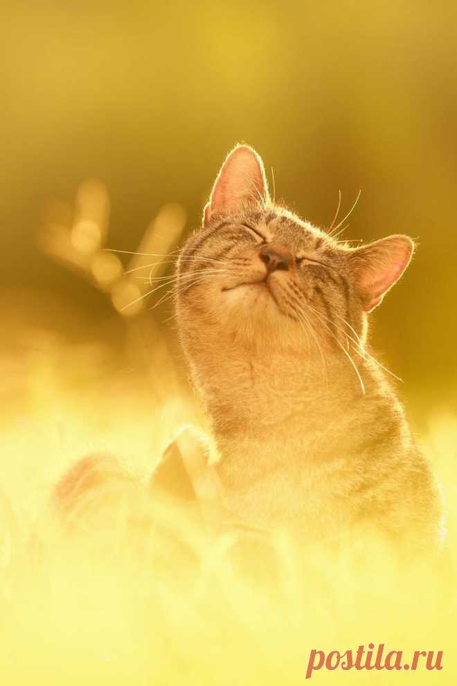 cats