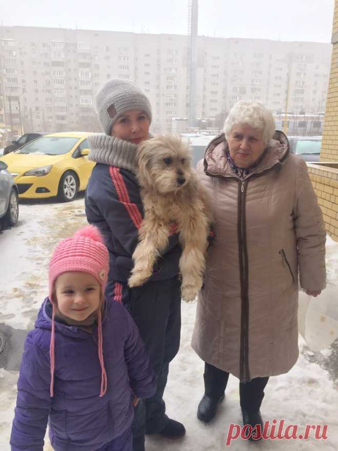 Лохматый пес неделю пролежал неподвижно в холодной луже!