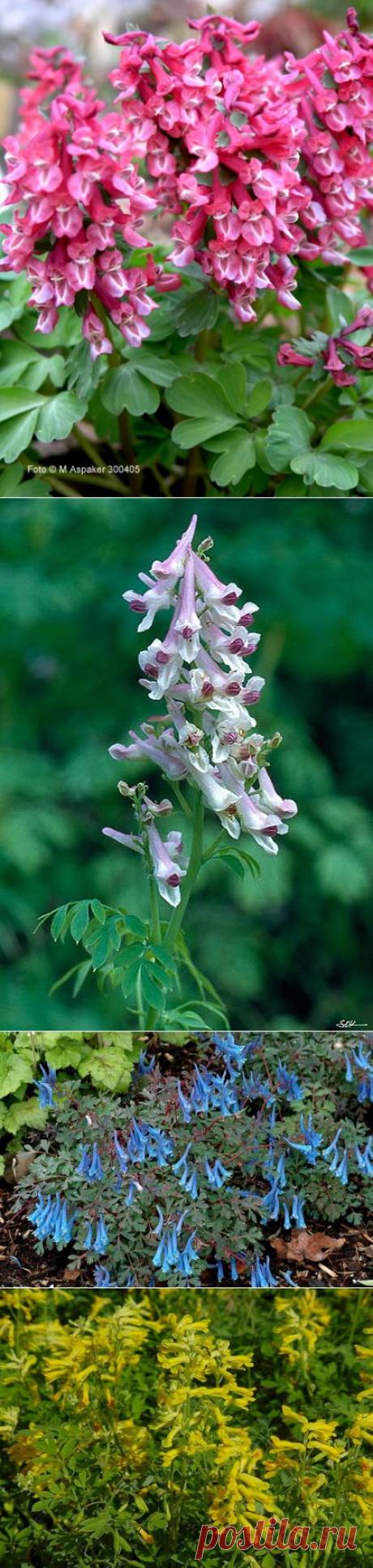 КОРДИАЛИС. ХОХЛАТКА. | Самоцветик