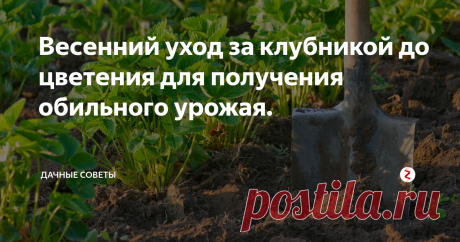 Весенний уход за клубникой до цветения для получения обильного урожая. Практически каждый огородник выращивает на своем участке  клубнику. Но процесс выращивания непростой, ведь нежные кустики могут  погибнуть от возвратных морозов или из-за неправильного ухода. Чтобы  клубничные грядки порадовали богатым урожаем, необходимо придерживаться  простых, но важных правил.
С наступлением весны, до того как клубника зацветет, ее нужно обеспечить  не только питательными веще